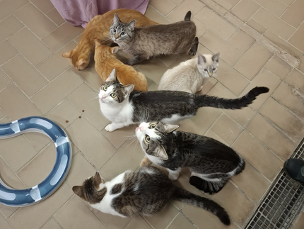 Städtisches Tierheim: Viele Katzen suchen ein neues Zuhause